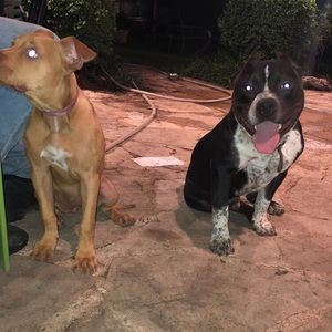 Meet your Posher, Perla